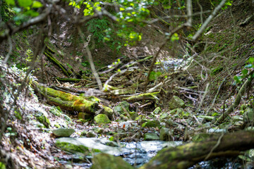 檜洞丸の初夏の登山道の風景 Scenery of the Hinodomaru trail in early summer