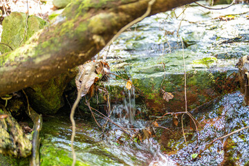 檜洞丸の初夏の登山道の風景 Scenery of the Hinodomaru trail in early summer