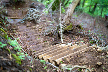 檜洞丸の初夏の登山道の風景 Scenery of the Hinodomaru trail in early summer