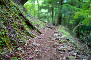 Obraz premium 檜洞丸の初夏の登山道の風景 Scenery of the Hinodomaru trail in early summer