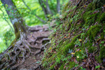 檜洞丸の初夏の登山道の風景 Scenery of the Hinodomaru trail in early summer