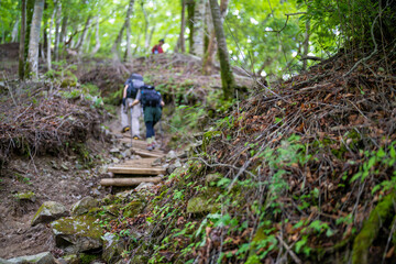檜洞丸の初夏の登山道の風景 Scenery of the Hinodomaru trail in early summer