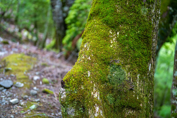 檜洞丸の初夏の登山道の風景 Scenery of the Hinodomaru trail in early summer
