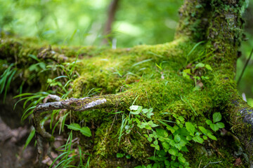 檜洞丸の初夏の登山道の風景 Scenery of the Hinodomaru trail in early summer