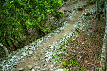 檜洞丸の初夏の登山道の風景 Scenery of the Hinodomaru trail in early summer