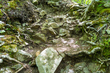 檜洞丸の初夏の登山道の風景 Scenery of the Hinodomaru trail in early summer