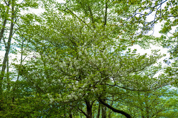 檜洞丸の初夏の登山道の風景 Scenery of the Hinodomaru trail in early summer