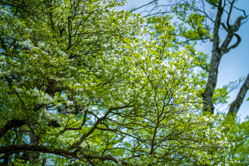 檜洞丸の初夏の登山道の風景 Scenery of the Hinodomaru trail in early summer