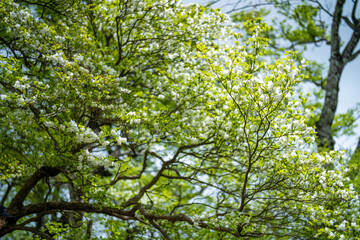 檜洞丸の初夏の登山道の風景 Scenery of the Hinodomaru trail in early summer