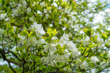 檜洞丸の初夏の登山道の風景 Scenery of the Hinodomaru trail in early summer