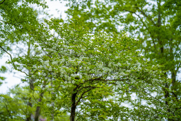 檜洞丸の初夏の登山道の風景 Scenery of the Hinodomaru trail in early summer