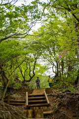 檜洞丸の初夏の登山道の風景 Scenery of the Hinodomaru trail in early summer