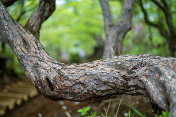 檜洞丸の初夏の登山道の風景 Scenery of the Hinodomaru trail in early summer