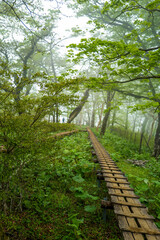 Obraz na płótnie Canvas 檜洞丸の初夏の登山道の風景 Scenery of the Hinodomaru trail in early summer