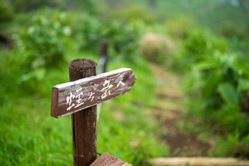 檜洞丸の初夏の登山道の風景 Scenery of the Hinodomaru trail in early summer