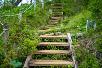 檜洞丸の初夏の登山道の風景 Scenery of the Hinodomaru trail in early summer
