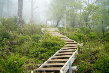 Obraz premium 檜洞丸の初夏の登山道の風景 Scenery of the Hinodomaru trail in early summer