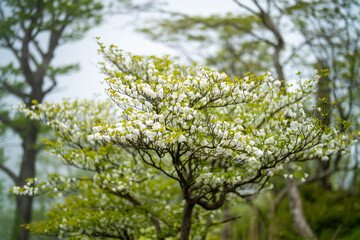 檜洞丸の初夏の登山道の風景 Scenery of the Hinodomaru trail in early summer