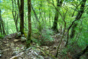 Obraz premium 檜洞丸の初夏の登山道の風景 Scenery of the Hinodomaru trail in early summer