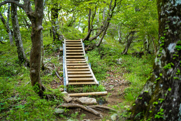 檜洞丸の初夏の登山道の風景 Scenery of the Hinodomaru trail in early summer
