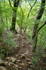 檜洞丸の初夏の登山道の風景 Scenery of the Hinodomaru trail in early summer