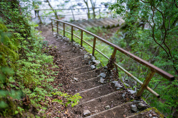 Obraz premium 檜洞丸の初夏の登山道の風景 Scenery of the Hinodomaru trail in early summer