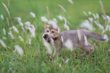 Kitten in a bow tie playing in the grass