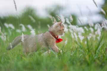 Kitten in a bow tie playing in the grass