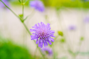 セイヨウマツムシソウ（スカビオサ） /イングリッシュガーデン/ガーデニング