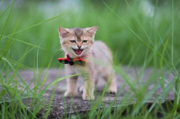 Kitten in a bow tie playing in the grass
