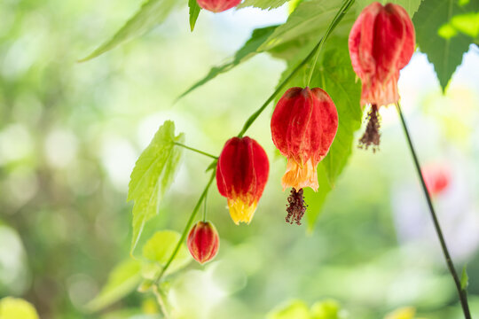 ウキツリボク Images Browse 57 Stock Photos Vectors And Video Adobe Stock