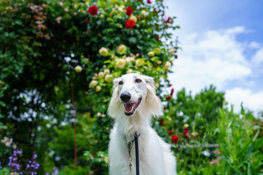 71 Best ボルゾイ 大型犬 Images Stock Photos Vectors Adobe Stock