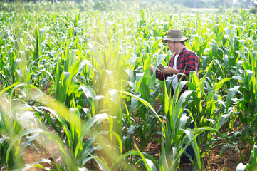 Young Asian farmer inspecting fresh sugarcane leaves in organic farm