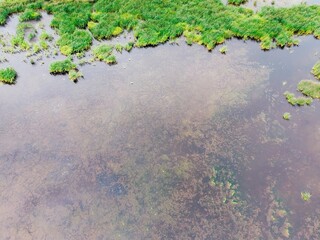 Above the swamp with reed islands and birds and herons sitting on the water. Altai Territory, Mamontovo