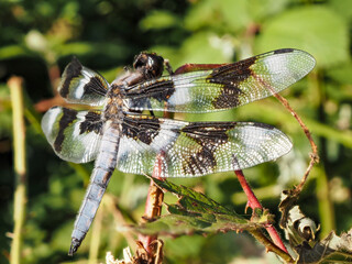 Dragon Fly Perched on Branch - Macro Photography 