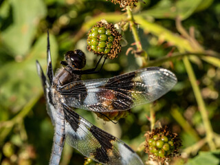 Dragon Fly Perched on Branch - Macro Photography 
