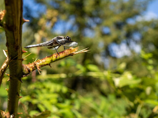 Dragon Fly Perched on Branch - Macro Photography 