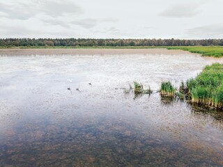 Flying over the swamp along the shore of the grass with flying birds such as egrets, herons landing on the water and ducks. Altai Territory, Mamontovo