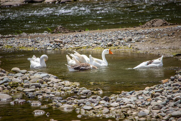 some swans are bathing in the stream at noon in the forest