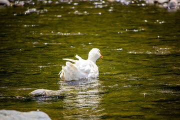 a white swan is bathing in the stream