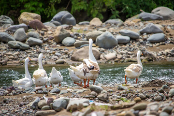 some swans are bathing in the stream at noon in the forest