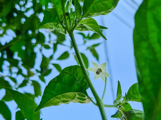 green leaves and white small blooming flower of chili plant in an urban garden 