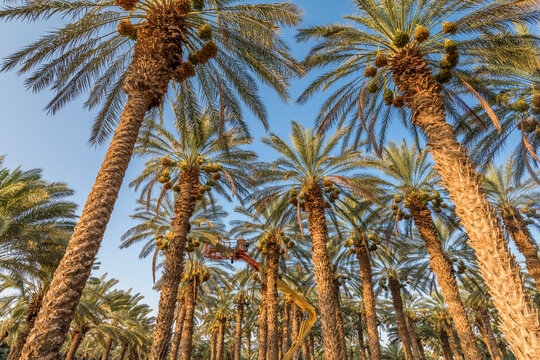 Plantation of ripening date palms and special maintenance with technical supports, desert agriculture industry in the Middle East