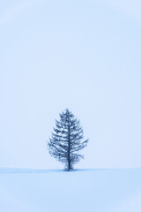Shape of a pine tree and white background in snowfall,Winter,Biei,Hokkaido,Japan.