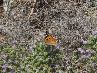 Painted Lady butterfly (Vanessa cardui) on Greek mountain thyme