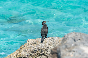 Duck in the Levante beach in Formentera, Spain in summer 2021