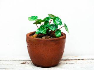 Watermelon peperomia (peperomia argyreia) in terracotta clay pot on white background