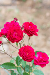 bunch of fresh red wild roses in the garden, flowers with leaves on natural background