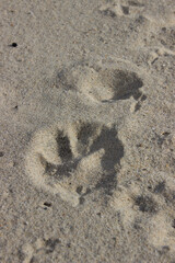 a bird's trail on the yellow sand