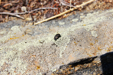 a small black beetle on a gray stone covered with light green lichen